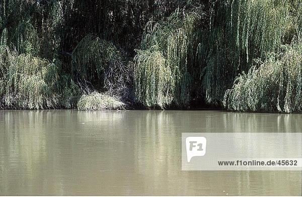 Bäume am Flussufer Murray River Australien