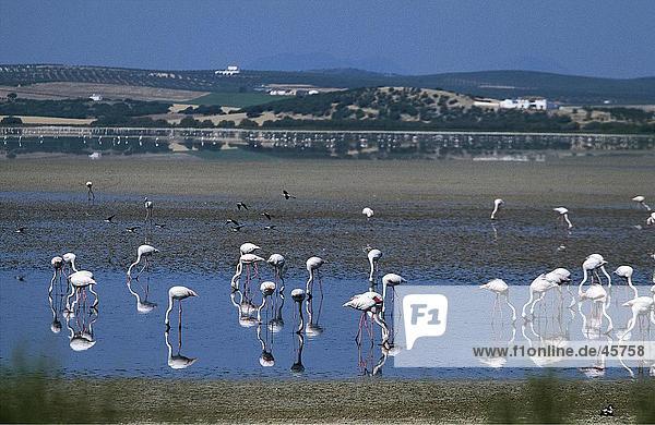 Flock of flamingoes in water  Laguna de la Fuente de Piedras  Andalucia  Spain