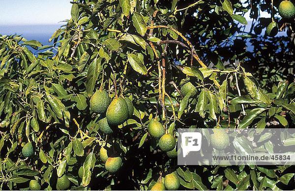 Close-up of avocado tree  La Palma  Canary Islands  Spain
