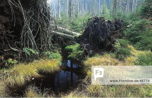 Umgestürzte Bäume im Urwald  Deutschland
