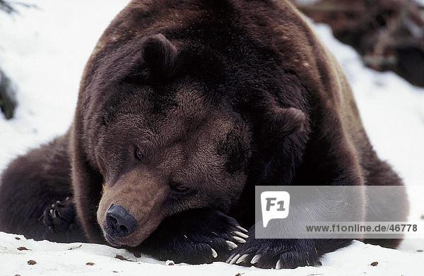 Europäischen Braunbär (Ursus Arctos) schlafen im Schnee