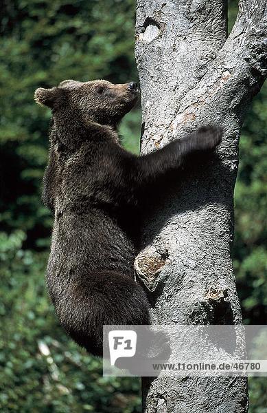 Europäischen Braunbär (Ursus Arctos) auf baum klettern