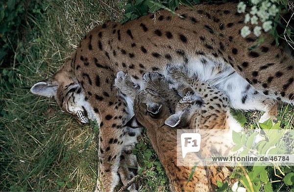 Weibliche Luchs (Lynx Lynx) Pflege seiner Katzenjunges  Nationalpark Bayerischer Wald  Bayern  Deutschland