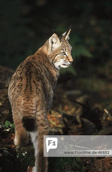 Luchs (Lynx Lynx) in Gesamtstruktur  Nationalpark Bayerischer Wald  Bayern  Deutschland