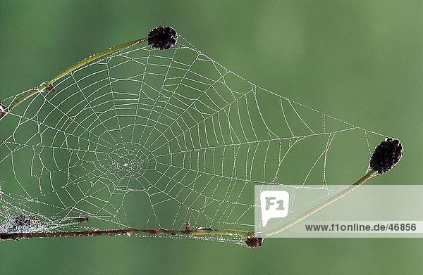 Nahaufnahme-Spinnennetz