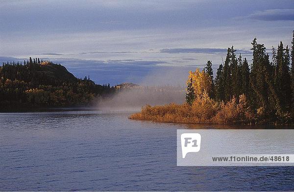 Bäume am Seeufer Lake Laberge Yukon Kanada