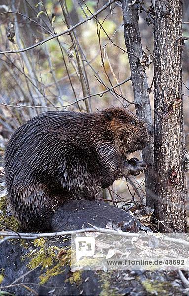 Nordamerikanischer Biber (Castor Canadensis) in Forest Montana Alaska USA