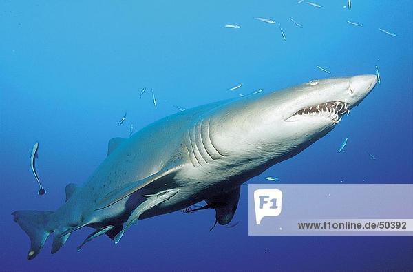 Vereinigte Staaten von Amerika USA Tiger Panthera tigris Unterwasseraufnahme Sand schwimmen North Carolina Hai