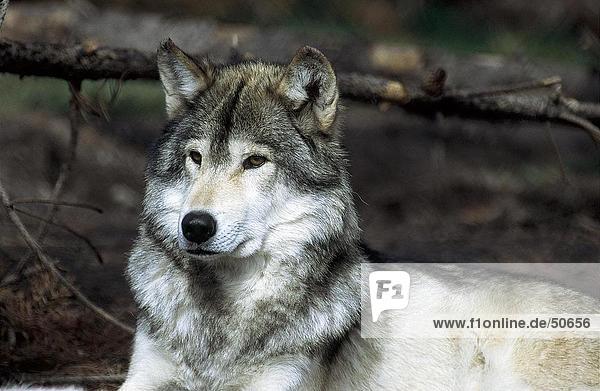 Close-up of Canadian Gray wolf (Canis lupus) in forest  Canada