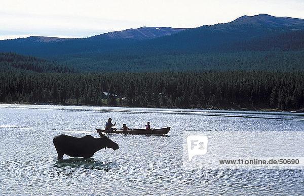 Silhouette of Moose (Alces alces) standing in lake with boat in background Maligne Lake Jasper National park Alberta Canada