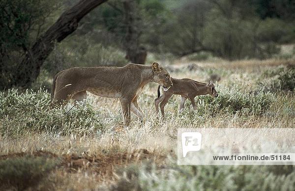 Löwin (Panthera Leo) mit Gazelle im Wald spazieren