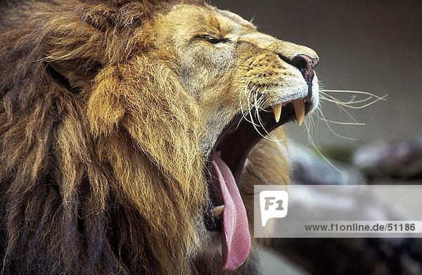 Nahaufnahme des Löwen (Panthera Leo) Gähnen