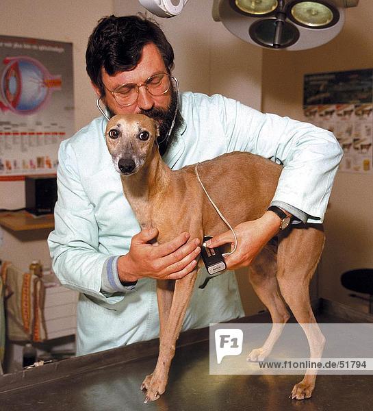 Tierarzt examining Hund auf Tabelle