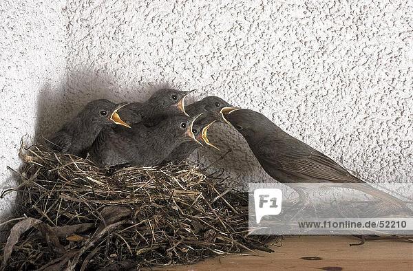 Gartenrotschwanz (Phoenicurus Phoenicurus) füttern Ihre Küken im nest