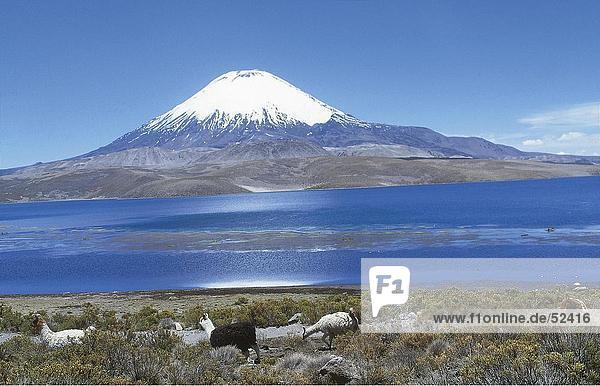 Herde von Alpakas (Lama Pacos) im Feld in der Nähe von Lake  Lake Chungara  Vulkan Parinacota  Lauca Nationalpark  Chile
