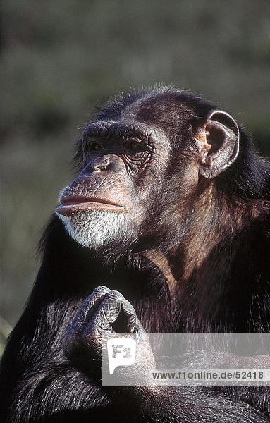 Nahaufnahme der Schimpanse