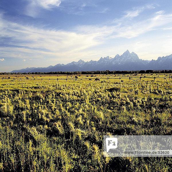 Disteln im Feld mit Bergen im Hintergrund  Grand Teton  Grand Teton National Park  Wyoming  USA