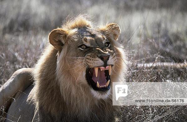 Nahaufnahme des Löwen (Panthera Leo) mit einem wütenden Knurren in Gesamtstruktur