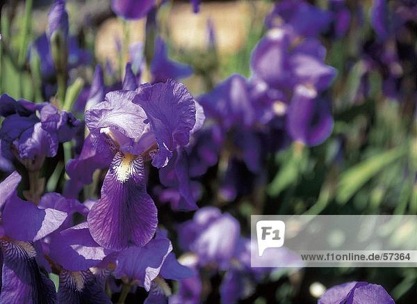 Purple Iris Blumen blühen im Feld