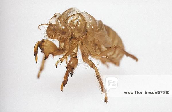 Close-up of flea on white background