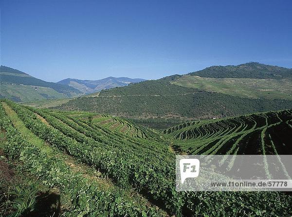 Weingut auf Hügellandschaft unter blauen Himmel Douro Valley Portugal