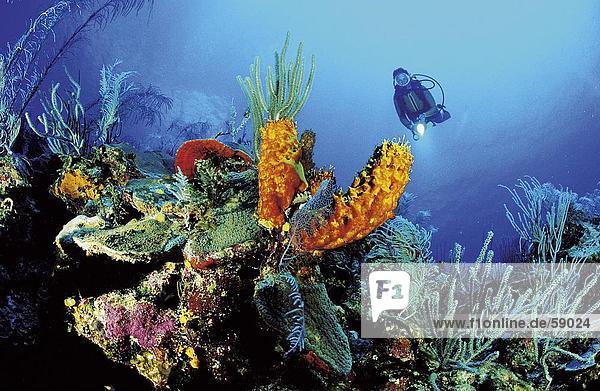 Scuba diver flashing light on carribbean underwater reef  Bahamas