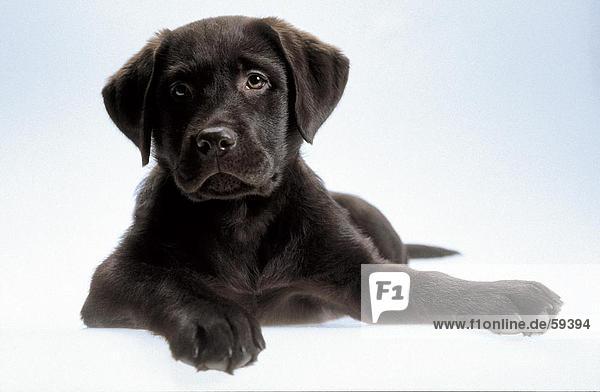 Close-up of puppy lying on white background
