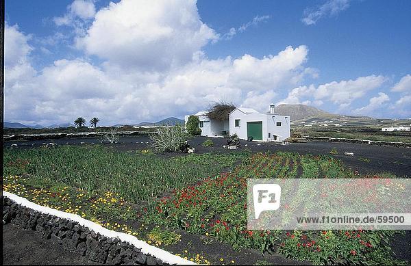Flowering plants in front of house  Canary Islands  Spain  Europe