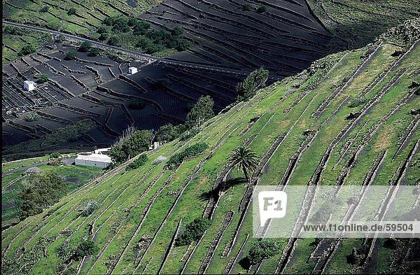 High angle view of terraced fields  Canary Islands  Spain  Europe