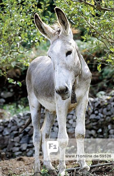 Donkey standing in field La Gomera Canary Islands Spain