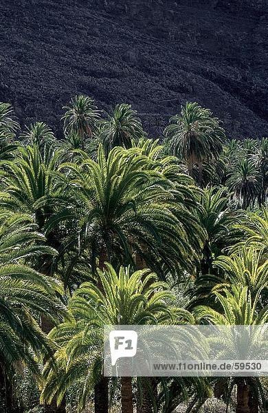 Palm trees in forest  Valle Gran Rey  La Gomera  Canary Islands  Spain