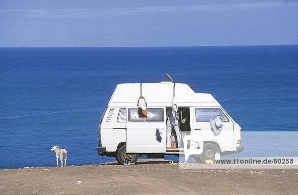 Pet dog near camper on beach  Fuerteventura  Canary Islands  Spain