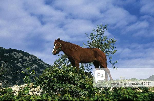 Untersicht Pferd stehen am Berg  Valldemossa  Mallorca  Balearen  Spanien