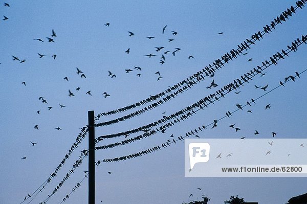Vogelschwarm hocken Stromleitungen