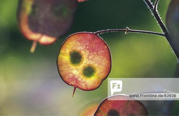 Nahaufnahme der jährlichen Ehrlichkeit (Lunaria Annua) Pflanze