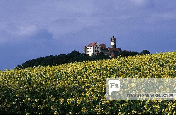Gelbe Blumen in Feld  Hessen  Deutschland  Europa