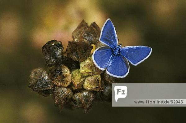 Nahaufnahme der Bestäubung von Schmetterling auf Blume Hauhechel-Bläuling (Polyommatus Icarus)