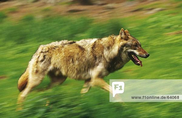 Grauwolf Canis lupus pambasileus gehen Feld