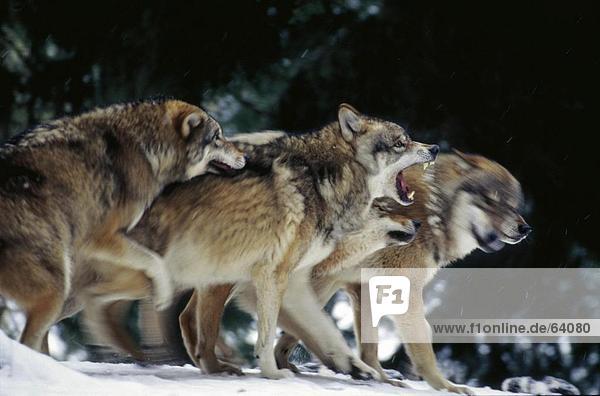 Herde von Grauen Wölfe (Canis Lupus) im Wald