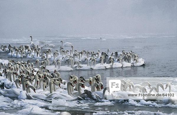 Flock der Schwäne in zugefrorenen See