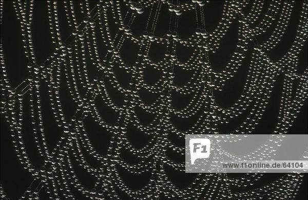 Tautropfen auf spiderweb
