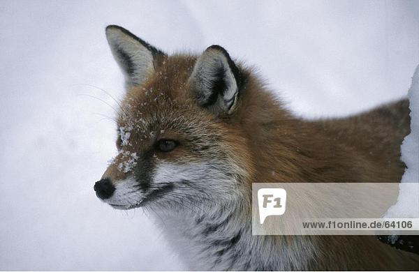 Nahaufnahme der Rotfuchs (Vulpes Vulpes) im Schnee