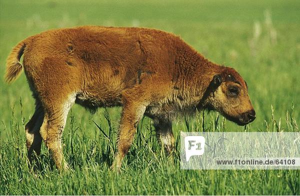 Nahaufnahme des Kalbes von amerikanischer Bison (Bison Bison) im Feld  Grand Teton National Park  Wyoming  USA