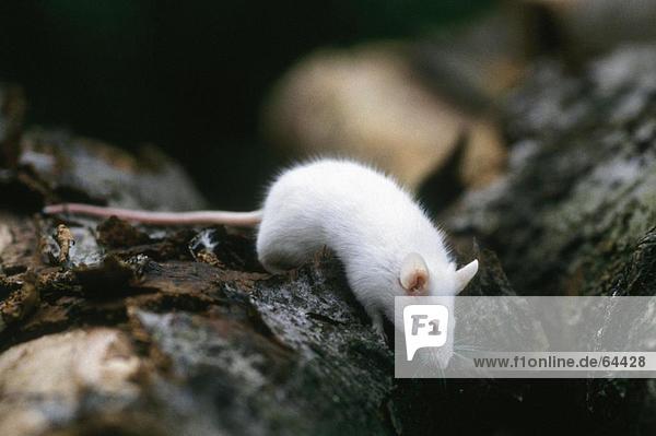 Close-up of white mouse on rock