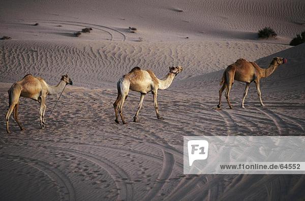 Kamele zu Fuß in eine Wüste