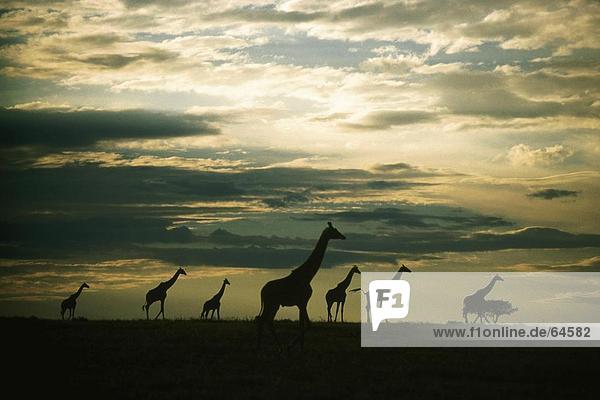 Silhouette Giraffe (Giraffa Camelopardalis) stehen im Feld  Masai Mara National Reserve  Kenia