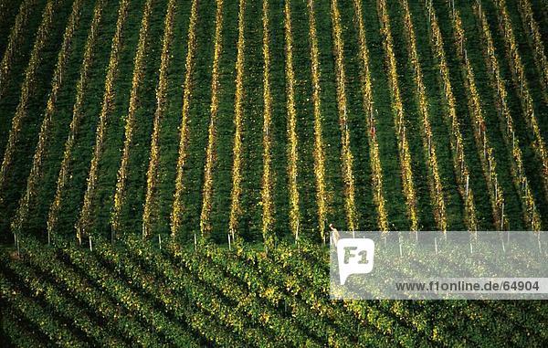 Erhöhte Ansicht des Weinberges Kiedrich  Rheingau-Taunus-Kreis  Regierungsbezirk  Darmstadt  Hessen  Deutschland