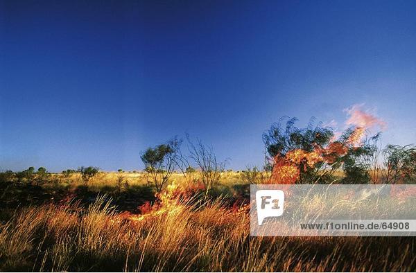 Steppe Gras brennen  Tanami Road  Billiluna  Australien