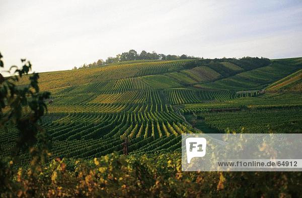 Weingut auf Hill  Rheingau  Hessen  Deutschland