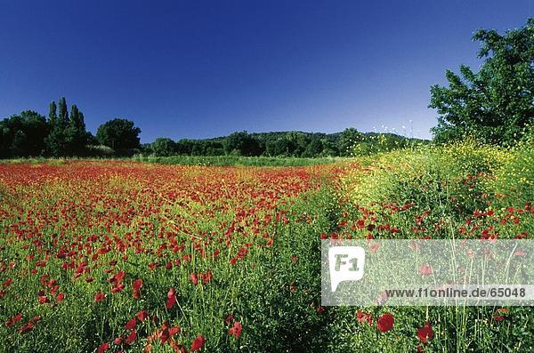 Klatschmohn Papaver rhoeas Frankreich Blume blühen Feld Provence - Alpes-Cote d Azur Mohn